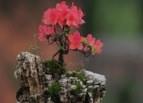 植物百科|杜鹃可以淋雨吗