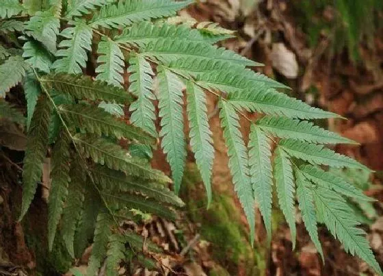 植物种类|胎生狗脊是蕨类植物吗