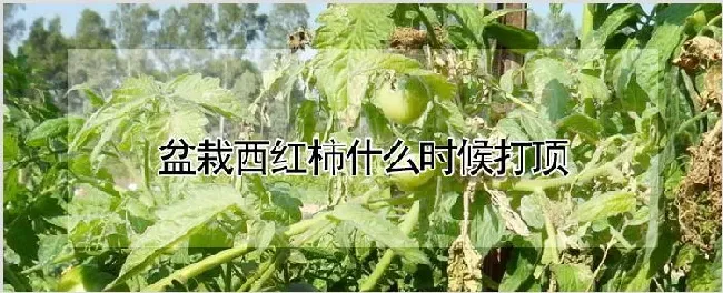 盆栽西红柿什么时候打顶 | 耕种资料