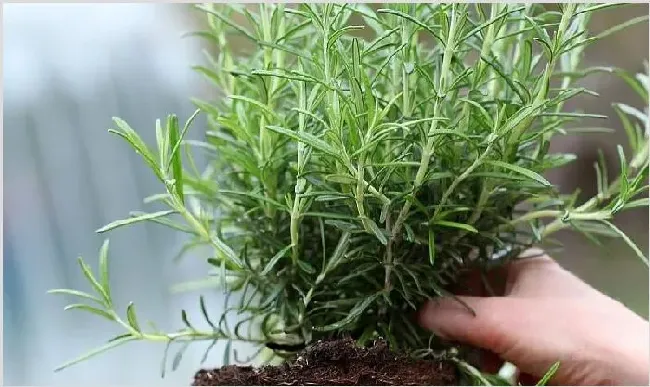 迷迭香种植技术 迷迭香的种植方法是什么？ | 农业技术