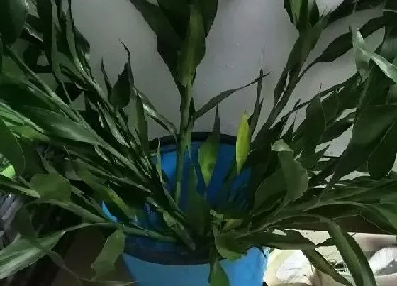 花语|富贵竹的花语和寓意