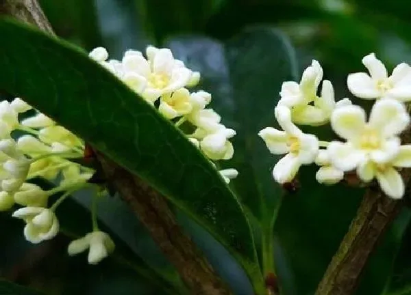 养殖科普|桂花喜欢阳光吗