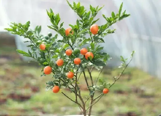 种植管理|珊瑚的生长周期是多长时间