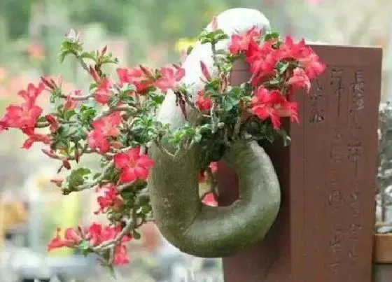 植物价格|沙漠玫瑰多少钱一盆