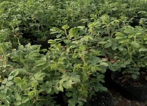 种植方法|食用玫瑰花种植时间和方法