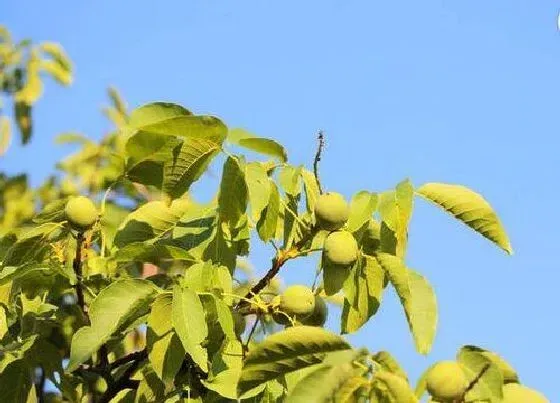 植物修剪|核桃树修剪最佳时间