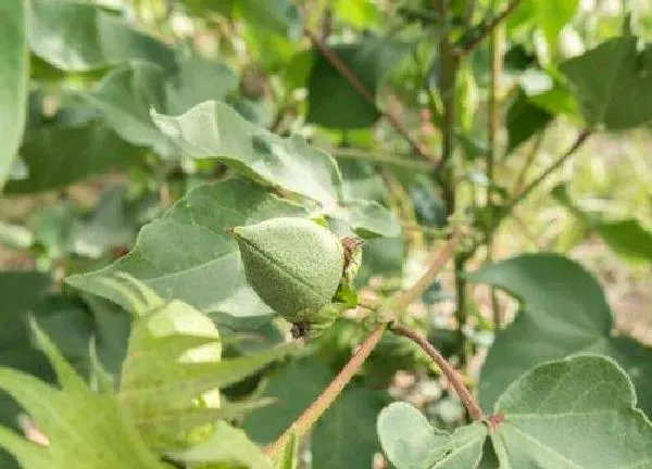 植物移栽|棉花苗可以移栽吗