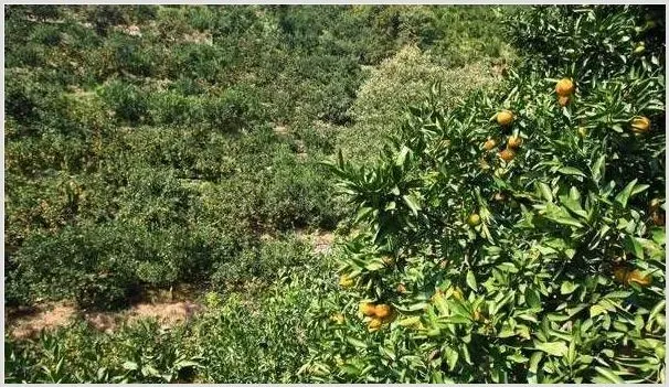 柑橘春季管理技术要注意什么 | 耕种资料