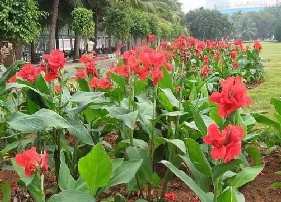 冬天植物|美人蕉怎么过冬天 冬季种植注意事项