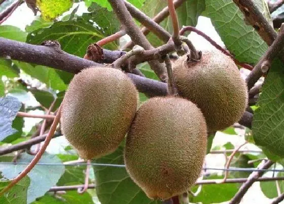 种植管理|猕猴桃什么季节种植合适