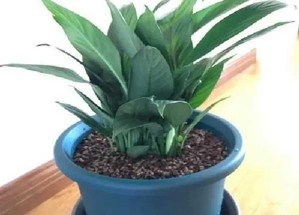 植物换土|白掌换土时间和方法