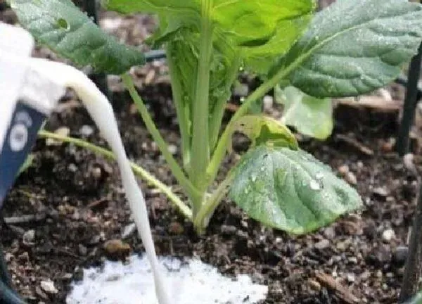 植物浇水|过期牛奶能直接浇花吗 过期纯牛奶浇花正确方法