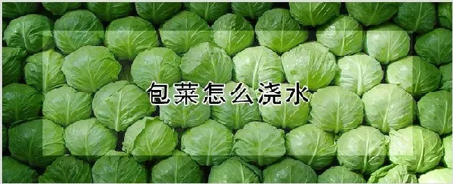 包菜怎么浇水 | 种植技术