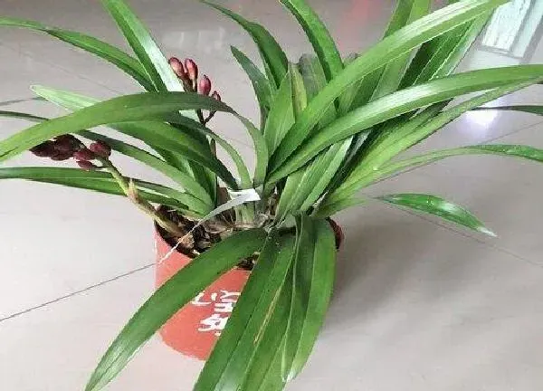 养殖方法|墨兰怎样养护才能开花（刚栽种墨兰养殖方法和注意事项）
