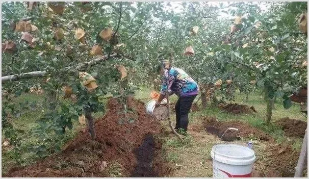 秋季果园施肥的时间把我及方法技巧 | 植物病害