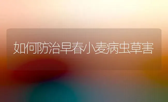 如何防治早春小麦病虫草害 | 粮油作物种植