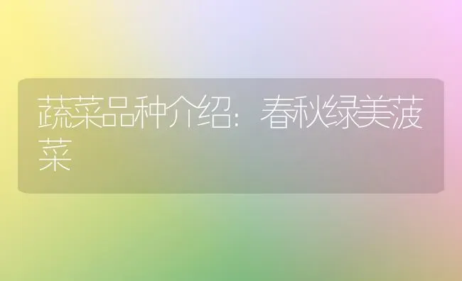 蔬菜品种介绍：春秋绿美菠菜 | 蔬菜种植
