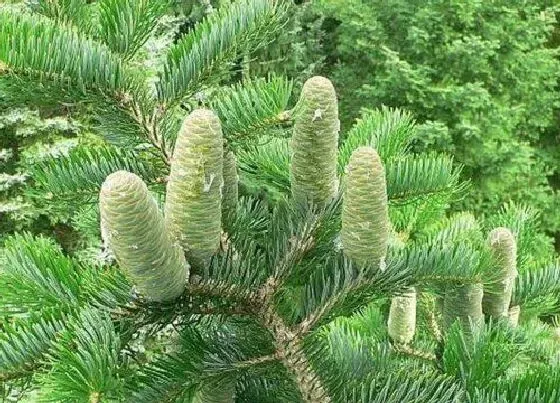 植物排行|乔木类植物有哪些