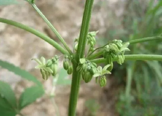 植物百科|火麻会开花吗 开花长什么样