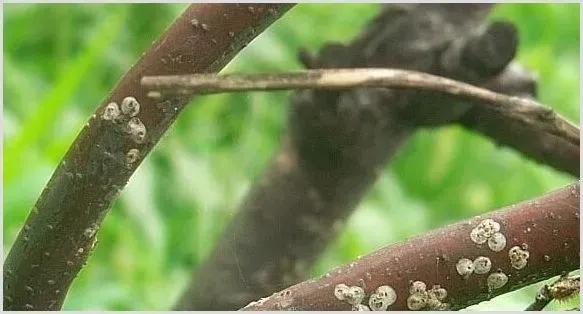 梨圆介壳虫的危害及防治 | 植物病害