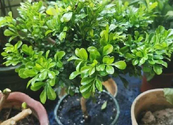 植物换土|米兰换土时间和方法