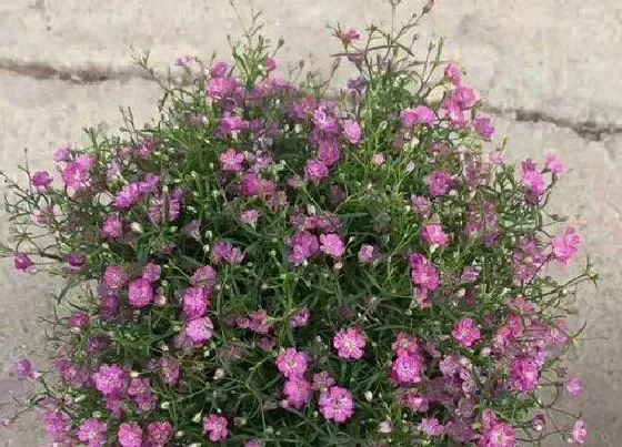 植物繁殖|满天星怎么繁殖 繁殖及栽培技术