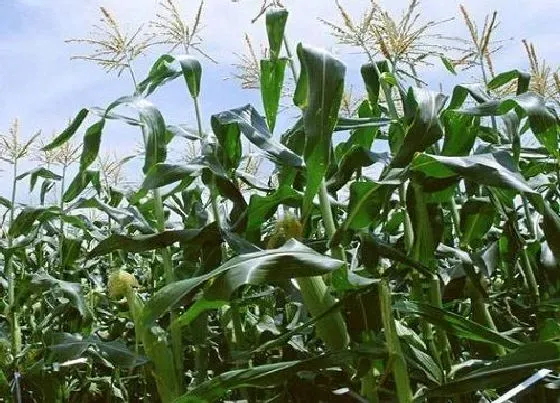 种植管理|玉米几月份种植最好 种玉米最佳时期是什么时候