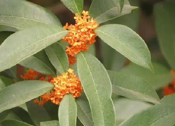 植物修剪|金桂怎么修剪方法