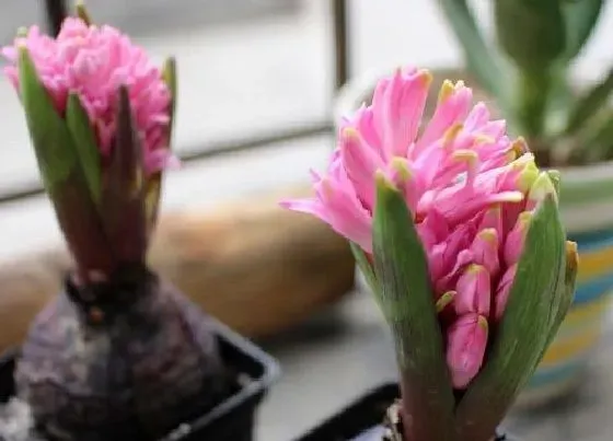 花语|粉色风信子花语及代表意义