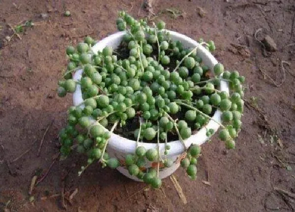 植物浇水|珍珠吊兰怎么浇水方法
