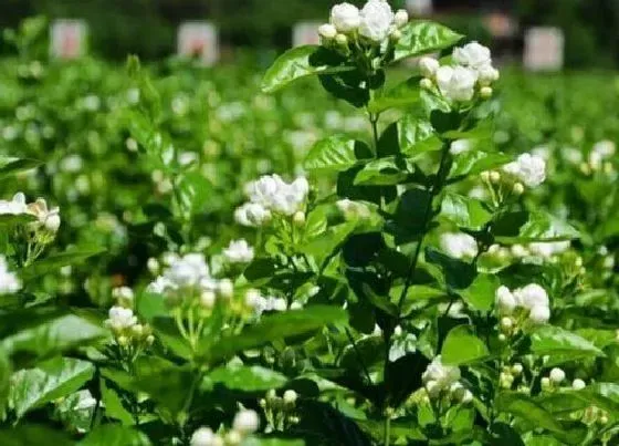 花卉百科|福州的市花是什么花