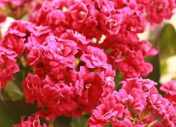 养殖科普|长寿花太密了怎么办 长的太密处理方法
