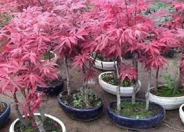 养殖科普|红枫喜水吗 属于喜水植物吗