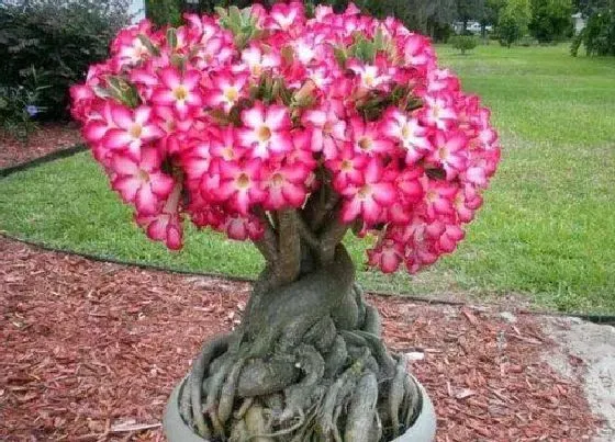 植物价格|沙漠玫瑰多少钱一盆