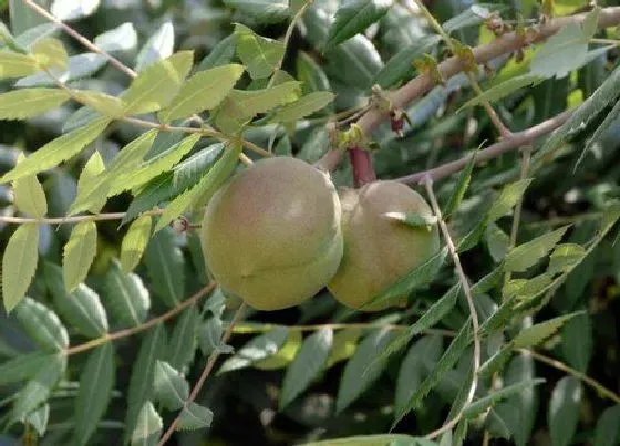 种植管理|文冠果几年结果实