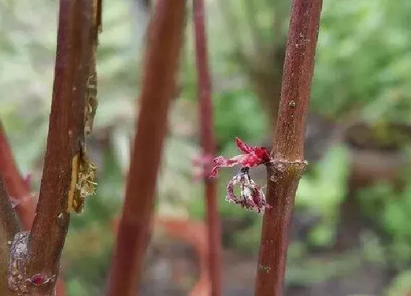 植物扦插|枫树可以插枝吗