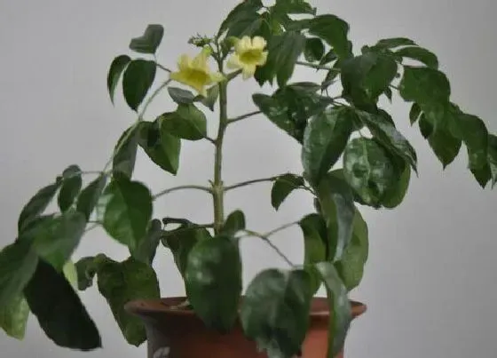 植物修剪|绿宝石怎么修剪好看