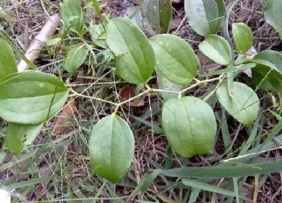 植物产地|金刚藤产地在哪里