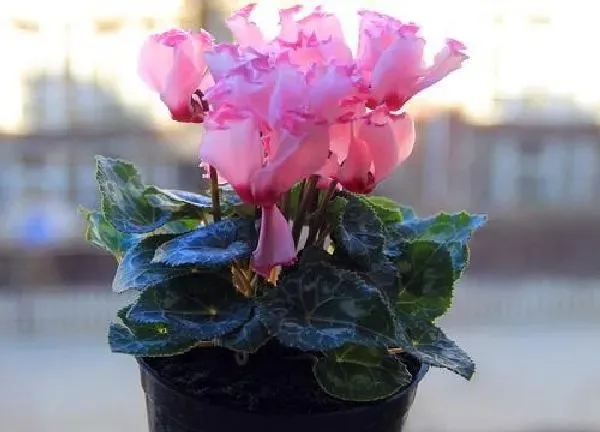 植物移栽|仙客来什么时候换盆好