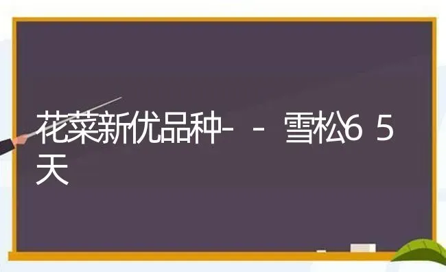 花菜新优品种--雪松65天 | 蔬菜种植