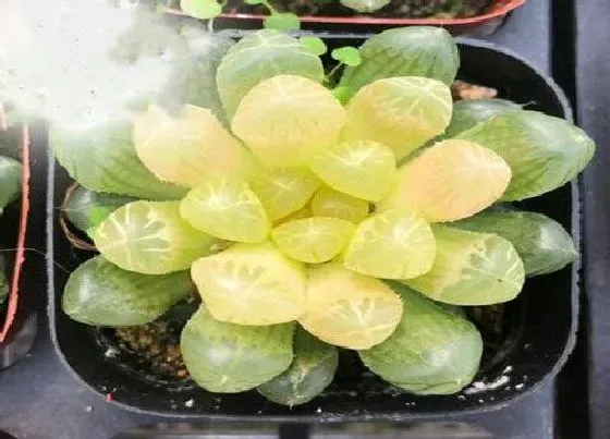 植物繁殖|玉露多肉怎么繁殖方法和注意事项