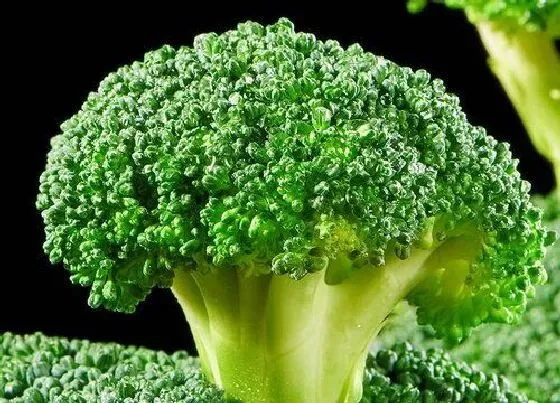 果实科普|如何挑选西兰花好吃 判断西兰花新不新鲜的方法