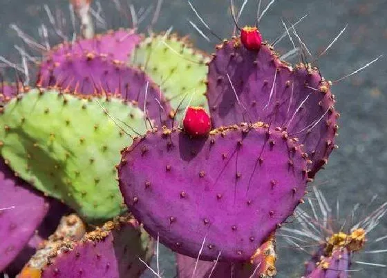 植物种类|仙人掌是被子植物吗