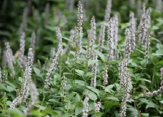 植物百科|仙草是什么草