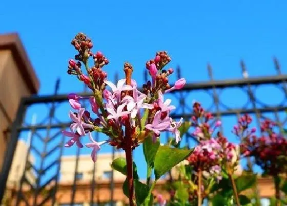 开花时间|丁香花四季开花吗