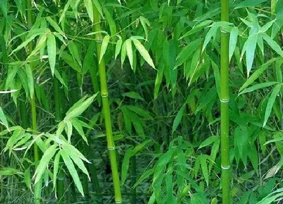 植物百科|竹子是属于什么植物类型
