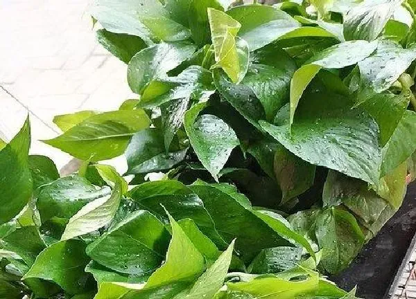 植物浇水|可乐浇花适合哪些植物（可乐能浇什么花卉盆栽）