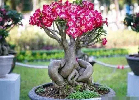植物价格|沙漠玫瑰多少钱一盆
