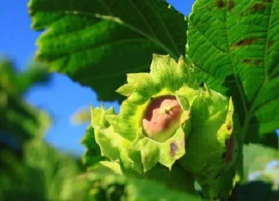 果实成熟|榛子什么季节成熟 成熟的季节是几月份