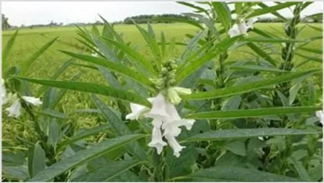 芝麻的施肥技术 | 种植资料